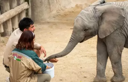 Elefante africano