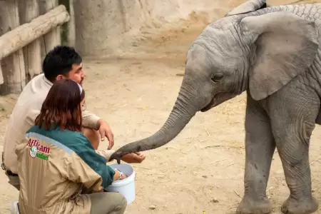 Elefante africano