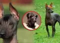 D�a del Perro Peruano sin Pelo: Historia, origen y caracter�sticas de la raza emblem�tica del pa�s