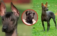 Día del Perro Peruano sin Pelo: Historia, origen y características de la raza emblemática del país