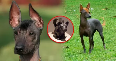 La especie es representada en m�ltiples expresiones precolombinas.