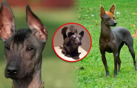 La especie es representada en m�ltiples expresiones precolombinas.