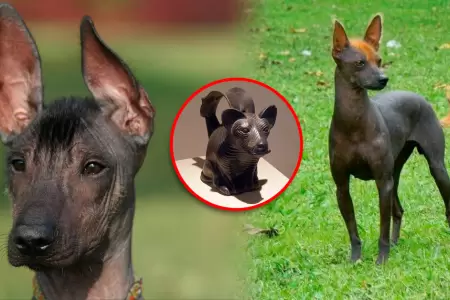 La especie es representada en m�ltiples expresiones precolombinas.