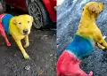 Pol�mica por Mundial 2026: Perrita te�ida con los colores de Ecuador se hace en redes y causa indignaci�n