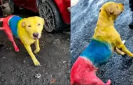 Polémica por Mundial 2026: Perrita teñida con los colores de Ecuador se hace viral en redes y causa indignación