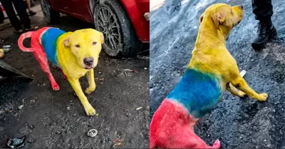 El animal fue pintado con los colores de Ecuador.