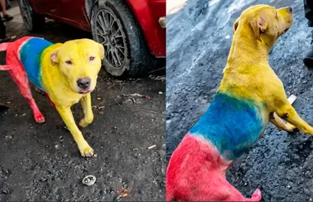 El animal fue pintado con los colores de Ecuador.