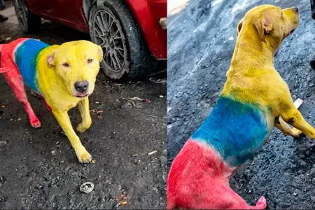El animal fue pintado con los colores de Ecuador.
