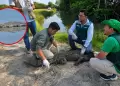 Retornan a su h�bitat natural a cocodrilo de Tumbes hallado en playa Los �rganos de Piura
