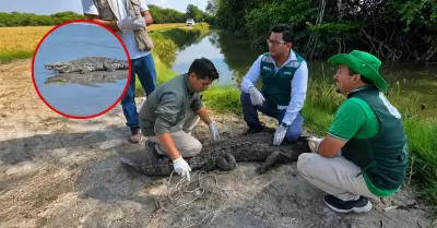 El ejemplar de reptil fue liberado tras arduo trabajo.