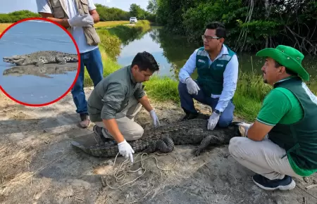 El ejemplar de reptil fue liberado tras arduo trabajo.