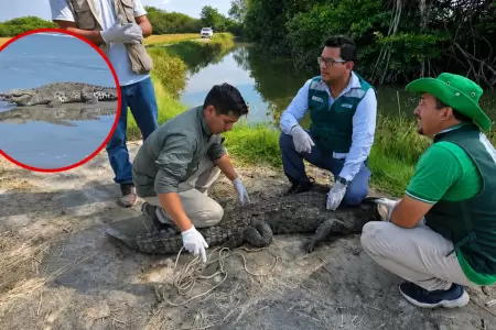 El ejemplar de reptil fue liberado tras arduo trabajo.