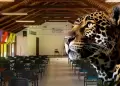 Universidad suspende sus clases luego de que jaguar apareciera en sus aulas