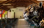 Universidad suspende sus clases luego de que jaguar apareciera en sus aulas