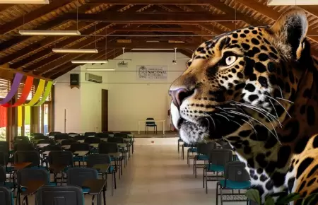El animal se encontr� en las aulas.