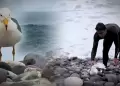 Alerta en Miraflores: gaviotas y otras aves aparecen moribundas en la orilla de playa Makaha