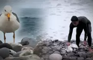 Alerta en Miraflores: gaviotas y otras aves aparecen moribundas en la orilla de playa Makaha