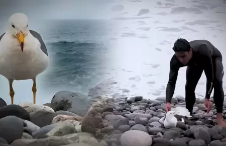 Ba�istas reportaron la presencia de gaviotas