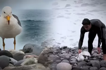 Ba�istas reportaron la presencia de gaviotas