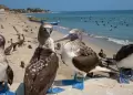 Aves marinas aparecen sin vida en playas de Tumbes: Cangrejo jaiba morada ser�a causante de muerte masiva de aves