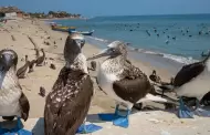 Aves marinas aparecen sin vida en playas de Tumbes: Cangrejo jaiba morada ser�a causante