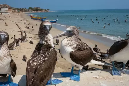Piqueros de patas azules en Tumbes