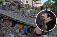 De v�ctima de maltrato a rescate de personas: Tsunami, el perro que ayuda a salvar vidas tras el terremoto en Venezuela