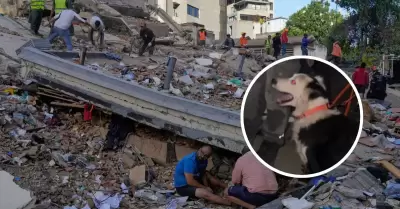 Perro salva vidas tras el terremoto en Venezuela