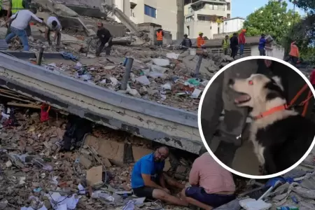 Perro salva vidas tras el terremoto en Venezuela