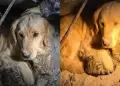 Perrito arriesg� su vida para proteger a su amigo gato bajo los escombros tras sismos en Venezuela