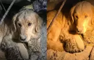 Perrito arriesg� su vida para proteger a su amigo gato bajo los escombros tras sismos en Venezuela