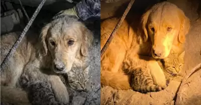 Perro protege a su amigo gato bajo escombros tras sismos en Venezuela