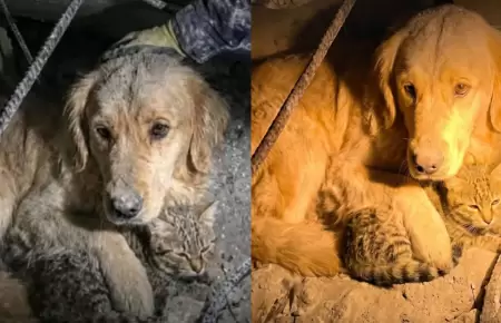 Perro protege a su amigo gato bajo escombros tras sismos en Venezuela