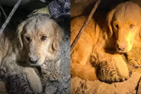 Perro protege a su amigo gato bajo escombros tras sismos en Venezuela
