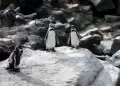 El Ni�o Costero amenaza a la fauna marina: SERFOR y MIDAGRI indican qu� hacer si encuentras animales varados en las playas