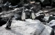 El Niño Costero amenaza a la fauna marina: SERFOR y MIDAGRI indican qué hacer si encuentras animales varados en las playas