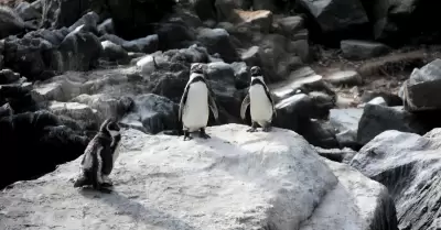 Acciones de vigilancia de la fauna silvestre marina