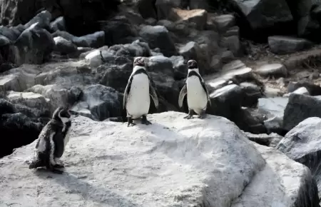 Acciones de vigilancia de la fauna silvestre marina