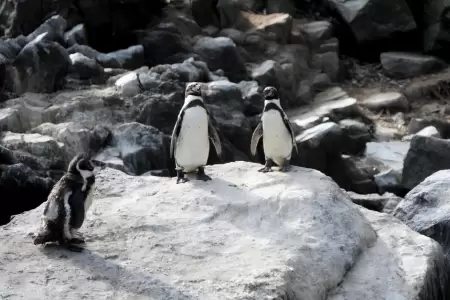 Acciones de vigilancia de la fauna silvestre marina