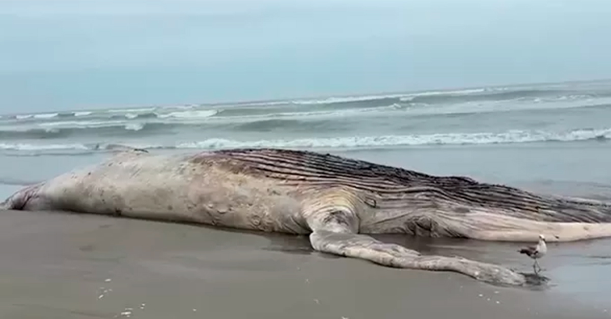 Lambayeque: Una ballena jorobada de 12 metros fue hallada muerta en playa de San José