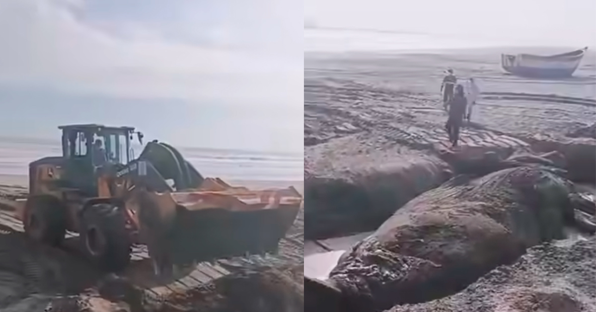 El proceso del entierro a la ballena jorobada hembra. (Composición: Exitosa)