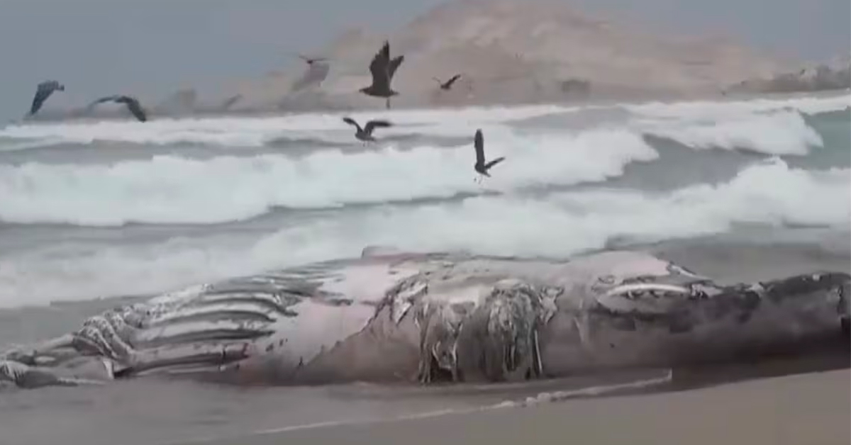 Además de la ballena jorobada se suma más de 200 aves marinas que fueron halladas sin vida. (Difusión)