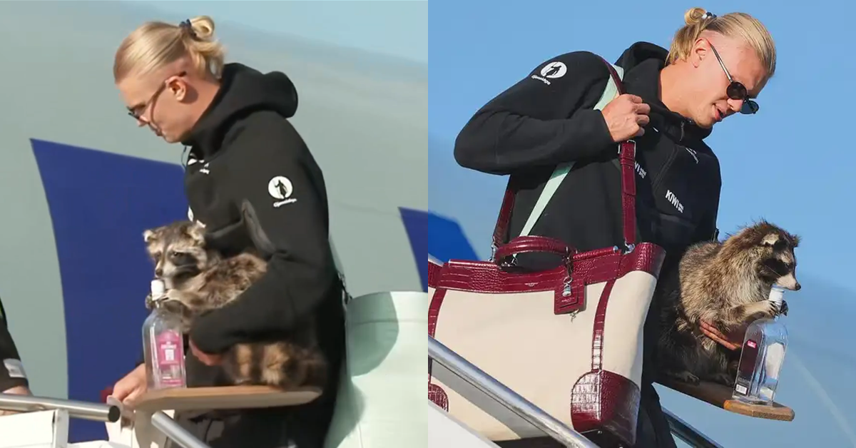 Delantero llega a Oslo con mapache disecado y desata oleada de memes y amuletos