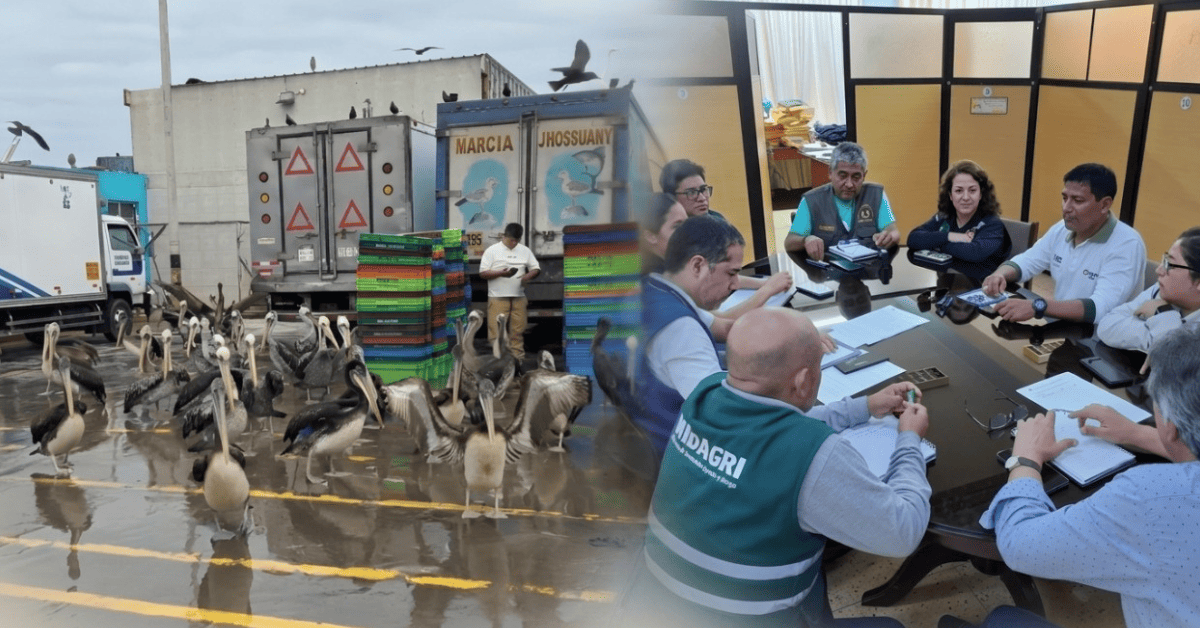 Creciente mortandad de pelícanos en Chimbote: Autoridades conforman mesa técnica de emergencia para afrontarla