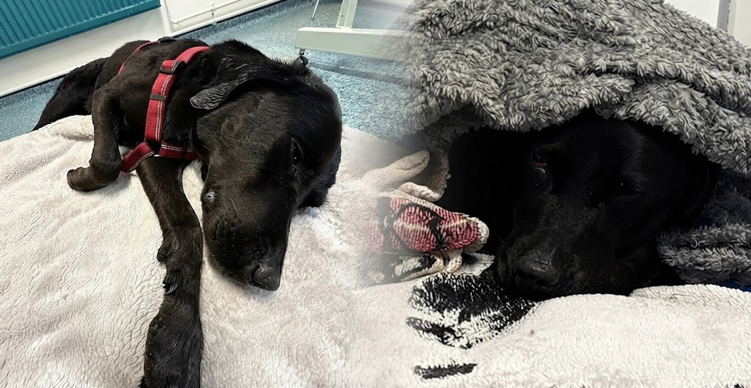 Perro fue rescatado en altas montañas tras haber consumido sustancias ilícitas accidentalmente