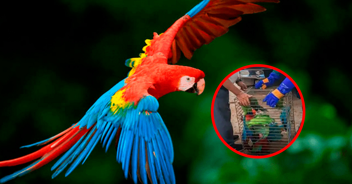 Fauna salvada en Ucayali: Logran rescatar a 11 aves silvestres que estaban encerradas en una misma jaula