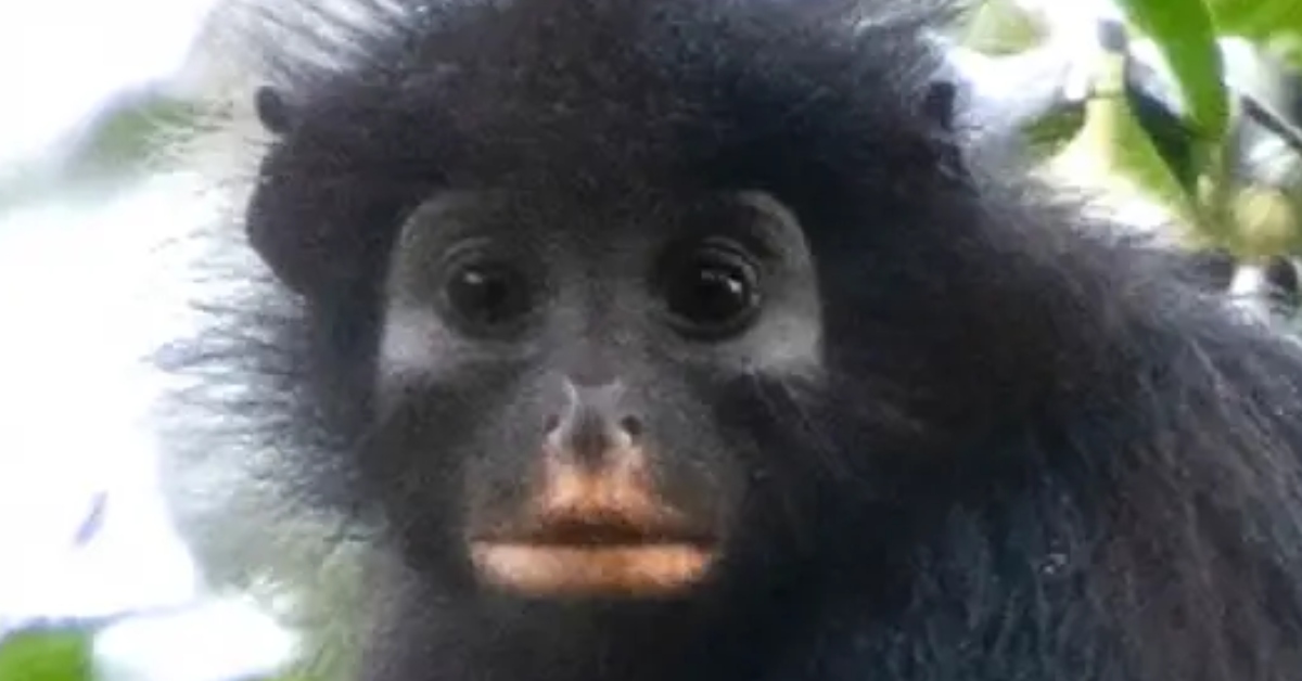 Científicos descubren nueva especie de mono con una "máscara" natural de colores en su rostro