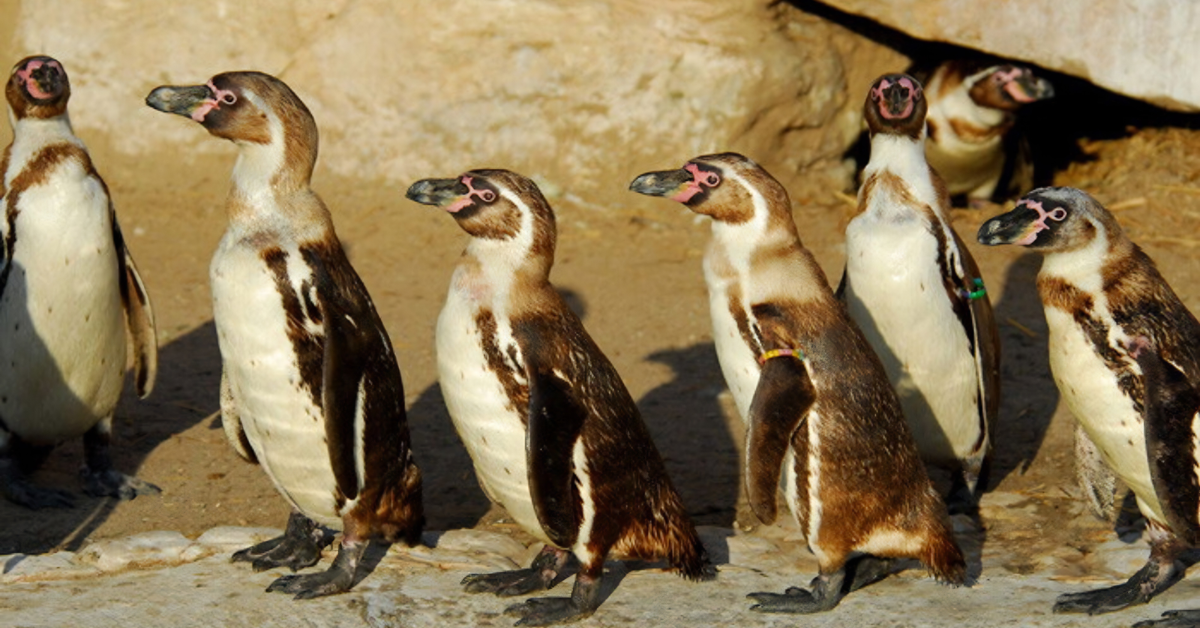 Pingüinos de Humboldt en riesgo: Advierten muerte masiva de especie ante falta de alimento