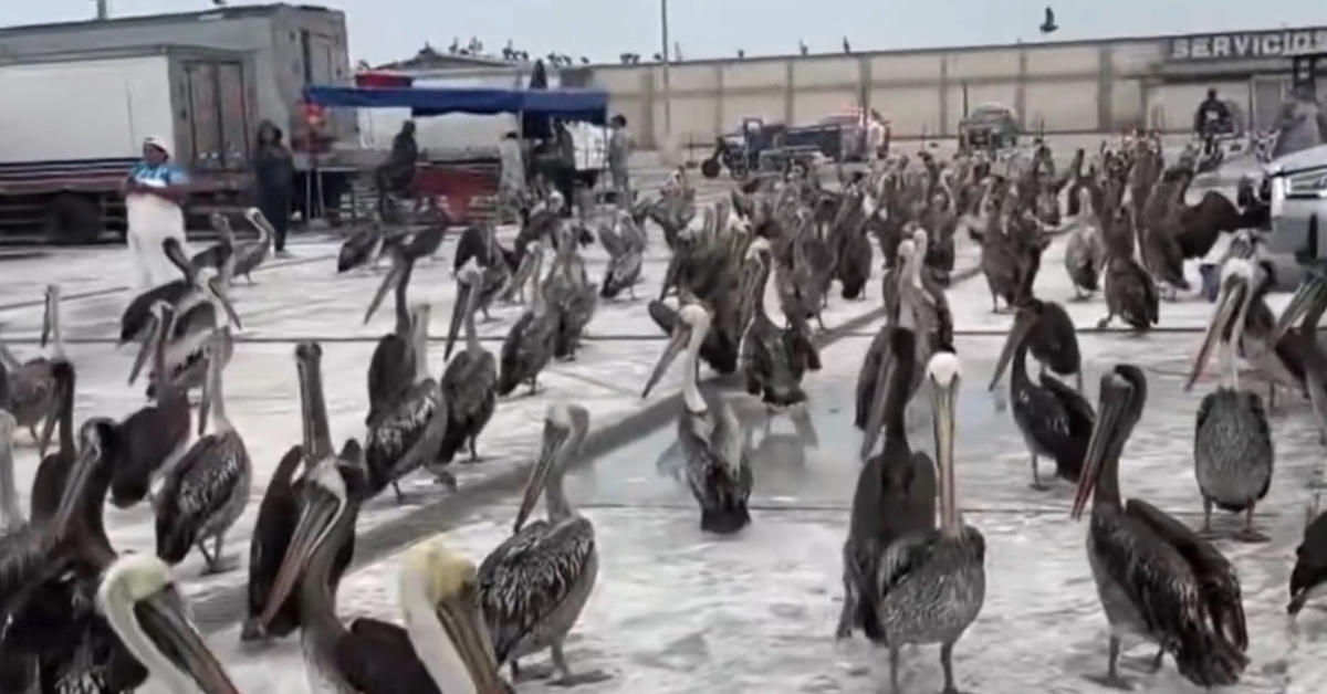 Pelícanos buscan alimentos en Terminal Pesquero de Trujillo