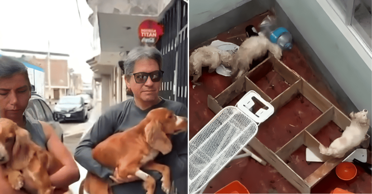 Trujillo: Rescatan a perritos que estaban desnutridos y abandonados en la urbanización Santa María